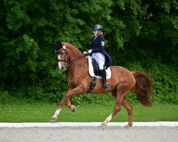 dressage horse Dancing Fire G (Oldenburg, 2004, from Don Larino 171 FIN)