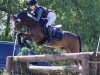 jumper Naigel M (German Riding Pony, 2002, from Nightstar)