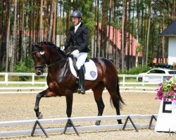 stallion Con Corneto (Oldenburg show jumper, 2020, from Contendro I)