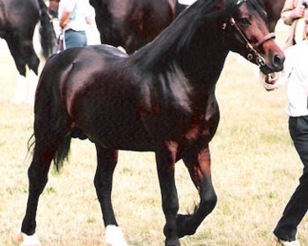 stallion Gwenllan Sam (Welsh-Cob (Sek. D), 1991, from Bwlchllan Ben)