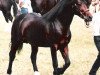 stallion Gwenllan Sam (Welsh-Cob (Sek. D), 1991, from Bwlchllan Ben)
