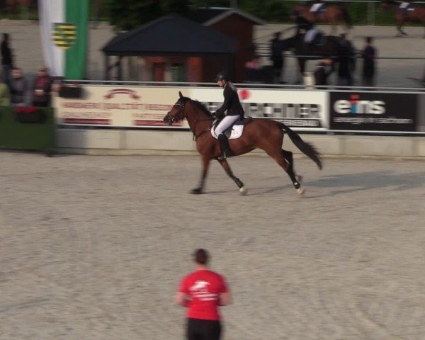 Reitturnier Dorfchemnitz 2024