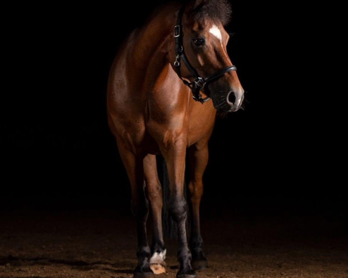 dressage horse Tymoon van de Wilgendreef (Pony without race description, 2006)