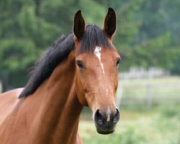 broodmare Clara 181 (Hanoverian, 2015, from Crumble)