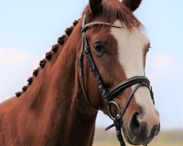 Springpferd Pour Plaisir 6 (Hannoveraner, 2018, von Perigueux)