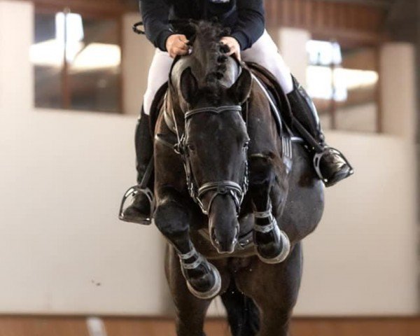 jumper Orimoco (Hanoverian, 2019, from Origi D'o)