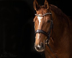 dressage horse Benvenuto 12 (Oldenburg, 2013, from Belissimo NRW)