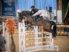 jumper C'Est Bon PS (Oldenburg show jumper, 2018, from Casallco)