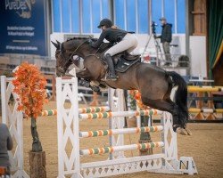 jumper C'Est Bon PS (Oldenburg show jumper, 2018, from Casallco)