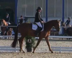 dressage horse Fürst Fidelio (Westphalian, 2009, from Fürst Grandios)