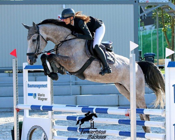 jumper Eine wie Keine HAB Z (Zangersheide riding horse, 2019)