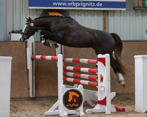 jumper Kaisersturm 3 (German Sport Horse, 2020, from Kaiserwind)