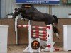 jumper Kaisersturm 3 (German Sport Horse, 2020, from Kaiserwind)