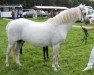 Zuchtstute Hondsrug Briall (Welsh Pony (Sek.B), 1985, von Tetworth Crimson Lake)