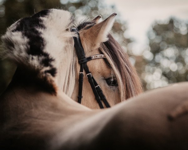 horse Orex cor Merum (Fjord Horse, 2018, from Bren)