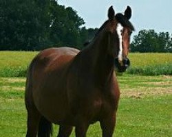 broodmare Utopia V (Holsteiner, 2004, from Casall)