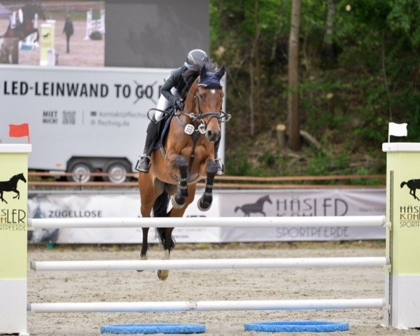 jumper Castella 108 (Holsteiner, 2018, from Castle Creek)