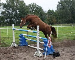 broodmare Taipeh (Hanoverian, 2007, from Toronto)