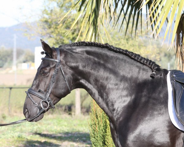 stallion Señorito LXXXIX (Pura Raza Espanola (PRE), 2008, from Bandolero LXVII)