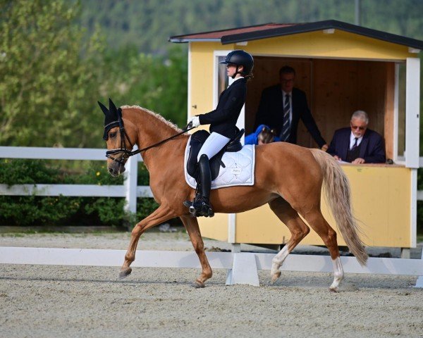 dressage horse Arts Dolina (German Riding Pony, 2010, from Arts-Dancer-Boy)