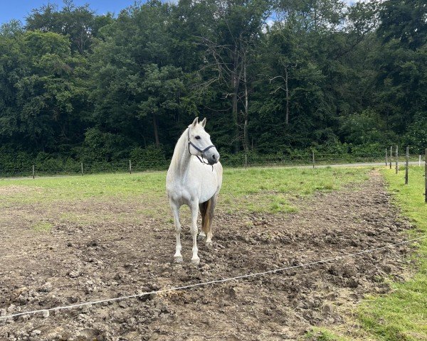 broodmare W-Blanca (Holsteiner, 2006, from Corrado I)