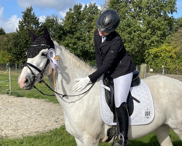 jumper Taylor Rae (Connemara Pony, 2016, from Murvey Chelton)