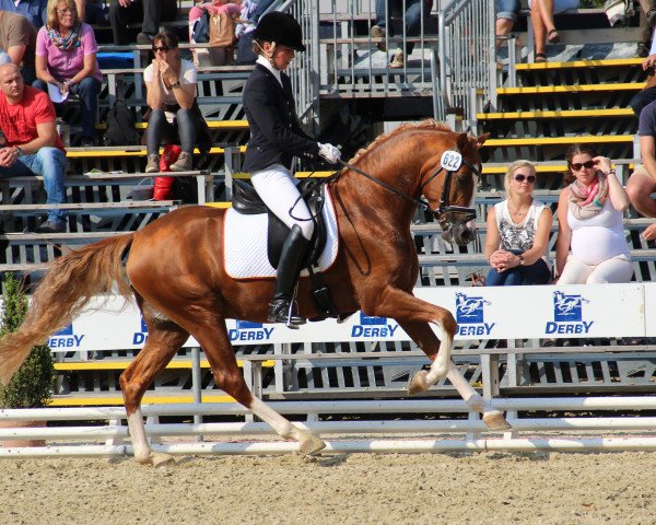 stallion Huckleberry Finn Hj WE (German Riding Pony, 2011, from Hot Cream 3)