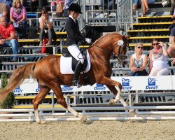 stallion Huckleberry Finn Hj WE (German Riding Pony, 2011, from Hot Cream 3)