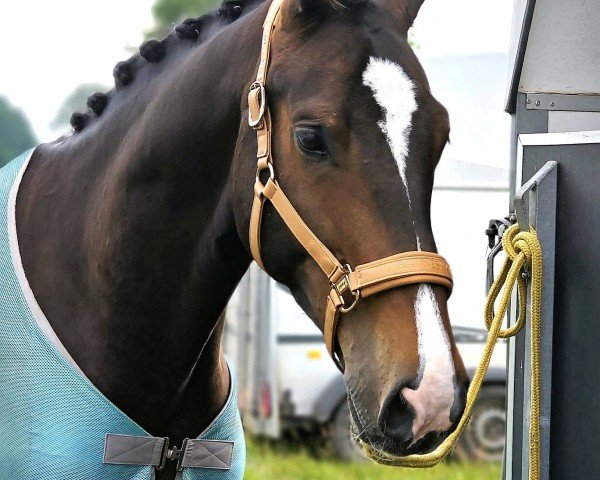 Springpferd Can Ya Makan K (Holsteiner, 2018, von Caracho 18)