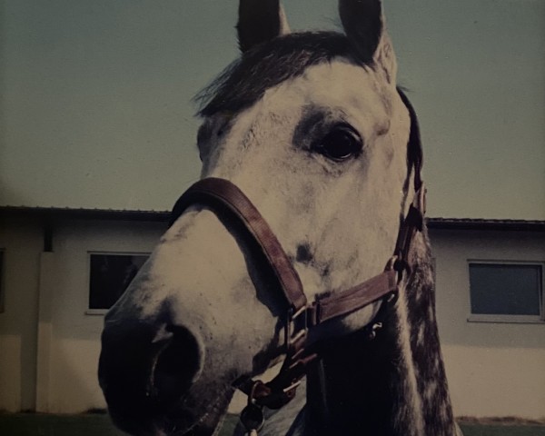 horse Alcapo (Holsteiner, 1993, from Acord II)