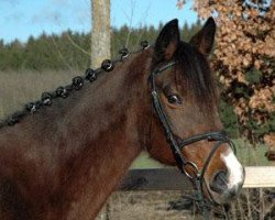 broodmare Keanu (Holsteiner, 1995, from Chamonix)