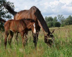 foal by Randale (Mecklenburg, 2024, from Radar Lock xx)