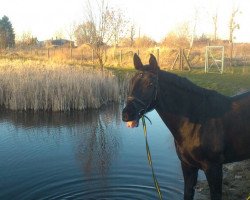 broodmare Elexis (Sachs-door. Heavy Warmbl., 2006, from Elixier)