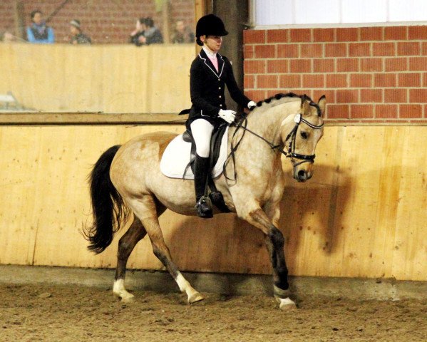 dressage horse Graziana R (German Riding Pony, 2001, from Golden Dream R)