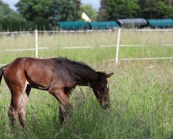 foal by Realist (Mecklenburg, 2024, from Radar Lock xx)