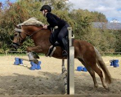 dressage horse Camilla (2,30% ox) (Edelbluthaflinger, 2014, from Novill)