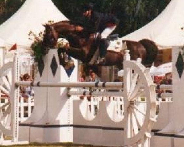 stallion Linaro (German Riding Pony, 1985, from Lombard)