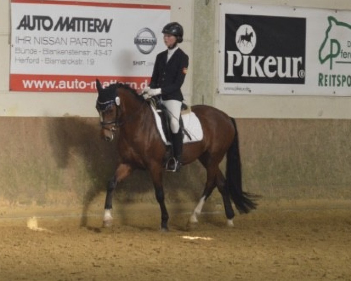 dressage horse D' Artagnon 5 (German Riding Pony, 2009, from FS Don't Worry)