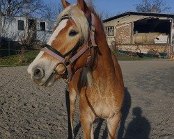 Springpferd Amicella 25 (Haflinger, 2019)