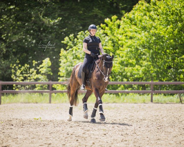 Dressurpferd Wynston StG (Schweizer Warmblut, 2013, von Wynton)