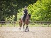 dressage horse Wynston StG (Swiss Warmblood, 2013, from Wynton)