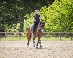 dressage horse Wynston StG (Swiss Warmblood, 2013, from Wynton)