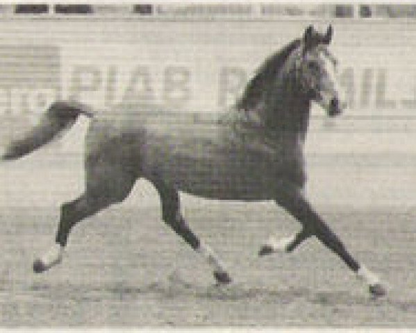 stallion Ralme Z (Hanoverian, 1981, from Ramiro Z)