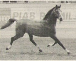 Deckhengst Ralme Z (Hannoveraner, 1981, von Ramiro Z)