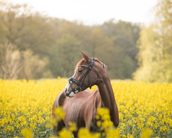 broodmare Designed by Don't Worry (German Riding Pony, 2014, from FS Don't Worry)