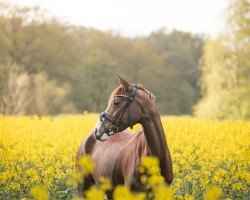 broodmare Designed by Don't Worry (German Riding Pony, 2014, from FS Don't Worry)