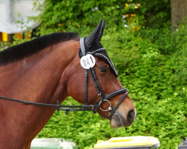 dressage horse Peter Horeo (Freiberger, 2017)