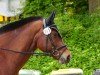 dressage horse Horeo (Freiberger, 2017)