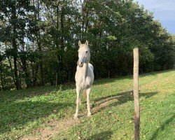 broodmare Carina 513 (Holsteiner, 2007, from Caretino)