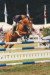 horse Aron N (German Riding Pony, 1990, from Aldan)